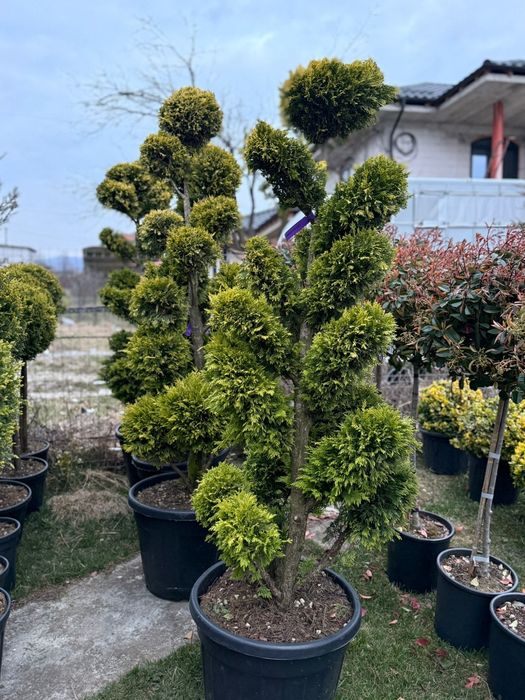Plante ornamentale calitate extra