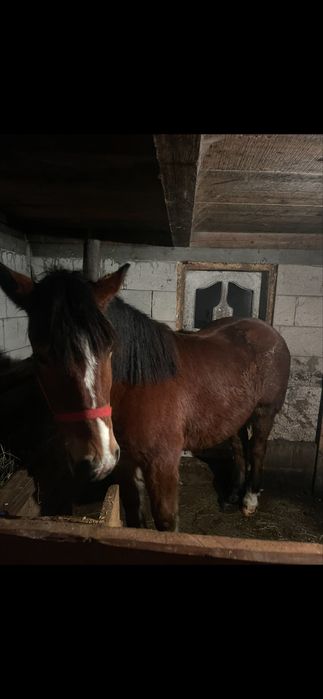 Vând mânză semigrea românească de doi ani