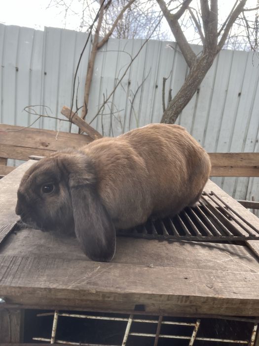 Iepuroi berbec german se poate si schimb