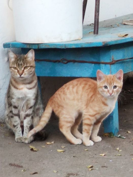 Отдам котёнка в добрые руки