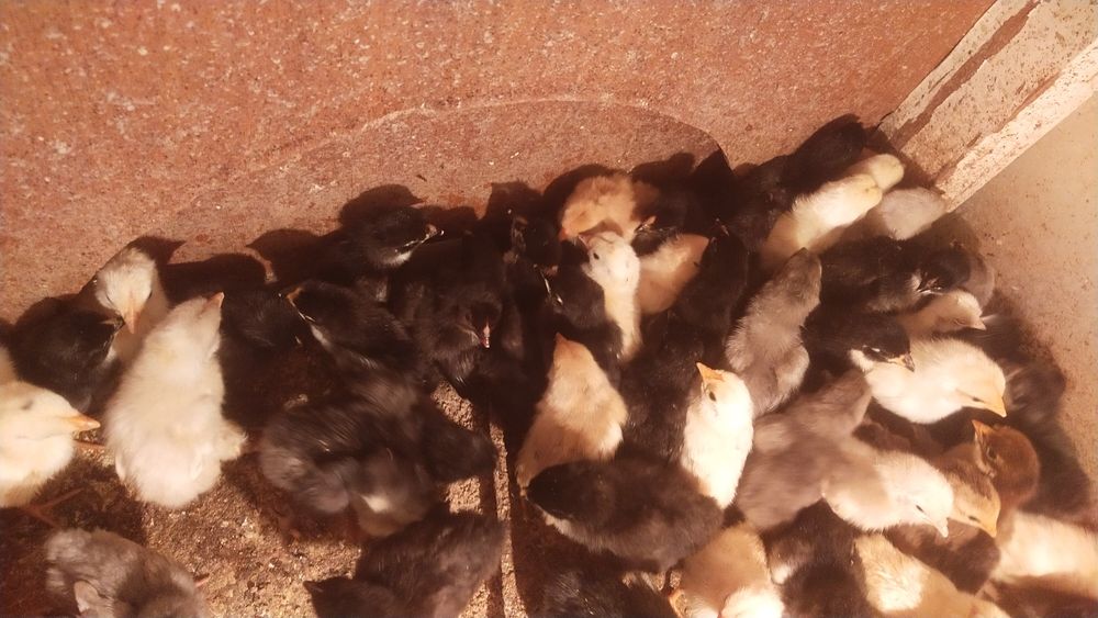 Түрлі түсті бір күндік үй балапандары