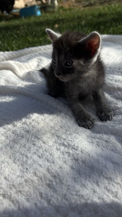 Pisica Transilvana / Neagra