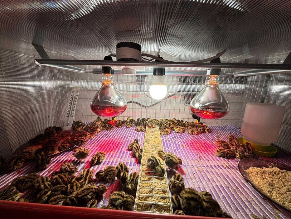 SUPER PREȚ! Ouă prepeliță proaspete + incubat (Japoneză/Polară)