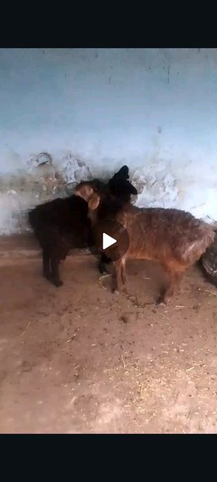 Қошқар сатылады 1жасар