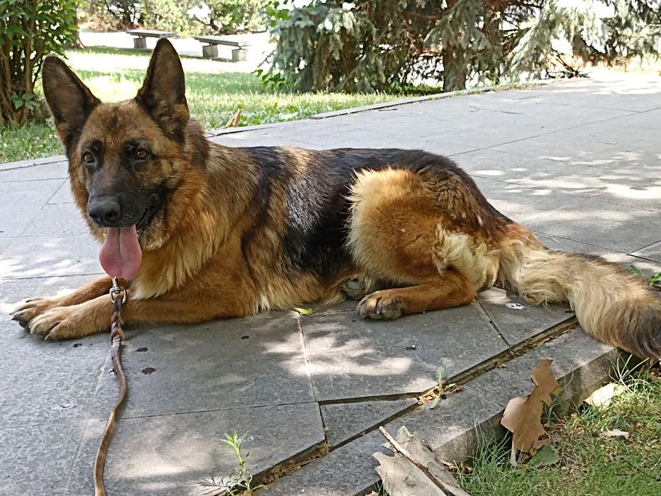 Vînd femelă CG. foarte frumoasă cu pedigree .