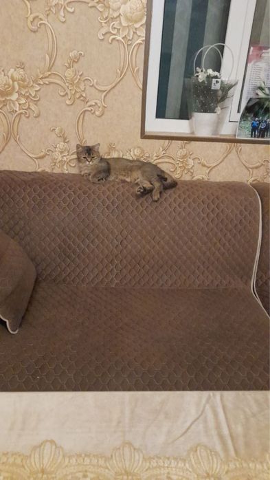 Мушук хадияга шиншилла зотли