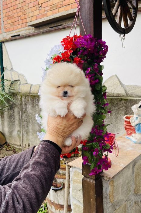 Померан мини