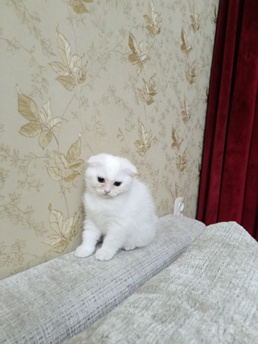 Oq Scottish Fold mushugi