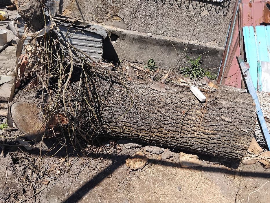 Отдам два бревна дубовых