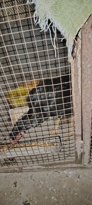 Дакан хуроз тоза кон 600