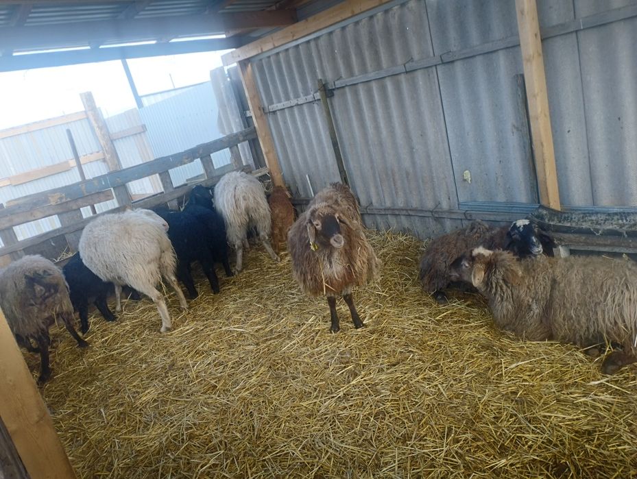 Қойлар сатамын немесе ауыстыру