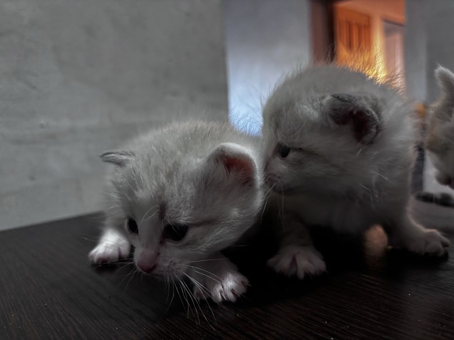 Продам котят месяц