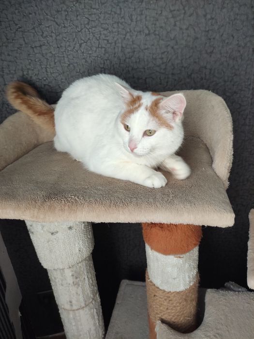 Отдам в добрые руки