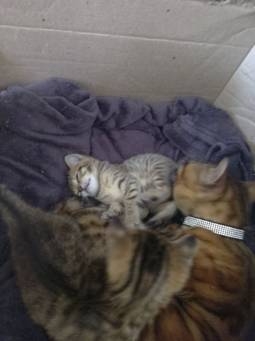 Бенгальские котята