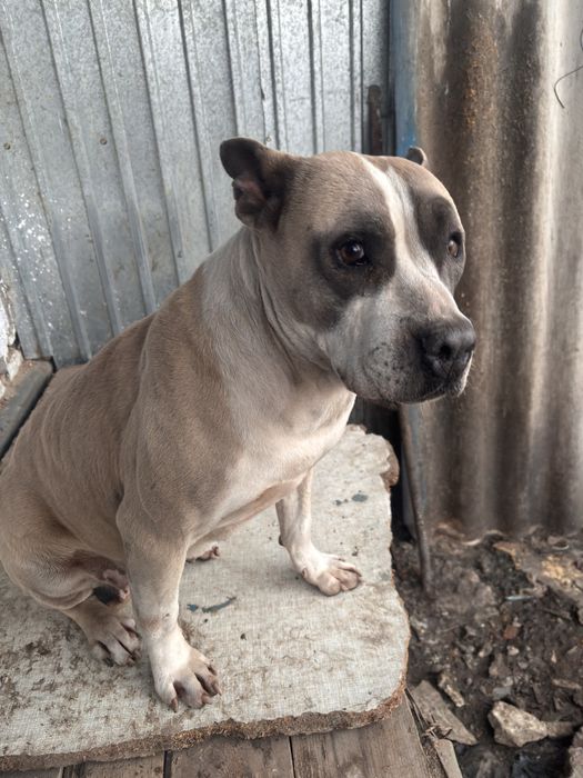 Собака в добрые руки.