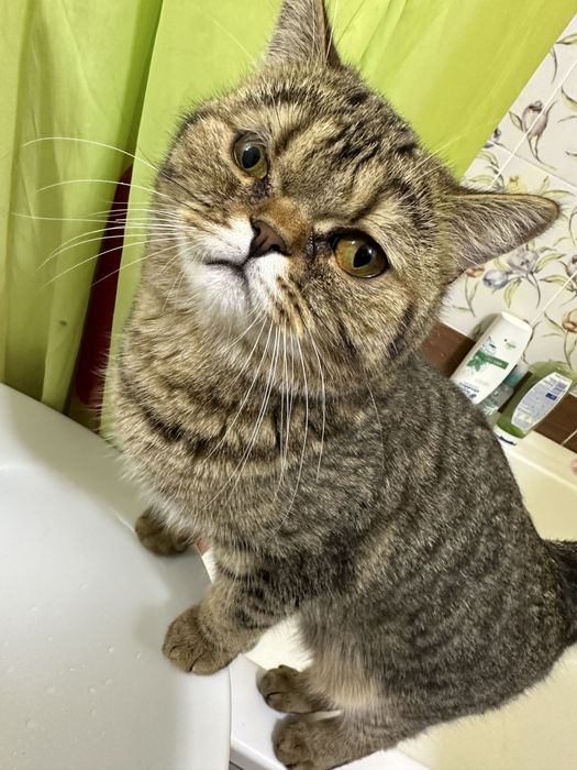 котенок,7-8 месяцев