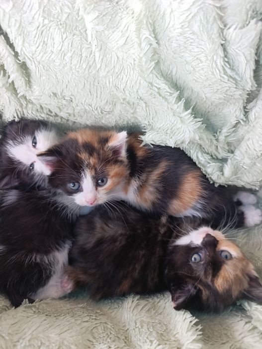 Котята-котята!!!
