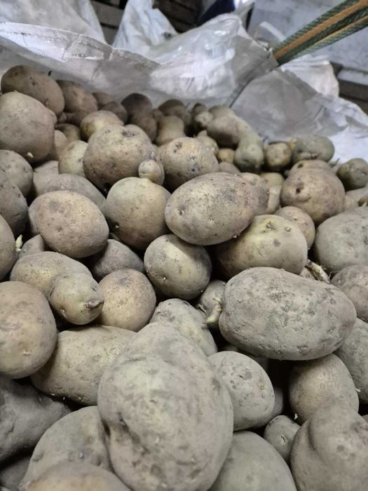 Cartofi consum si samanta