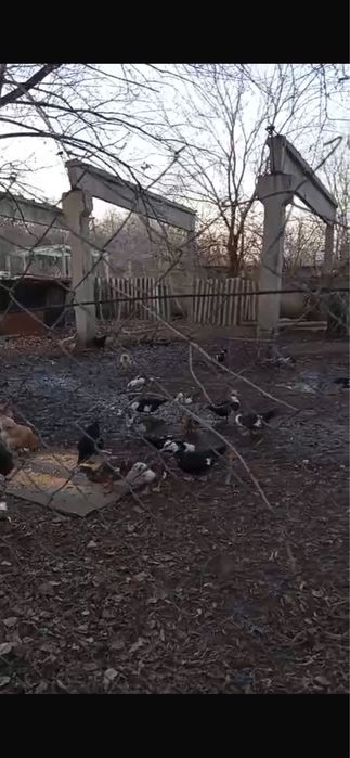 продаются индоутки