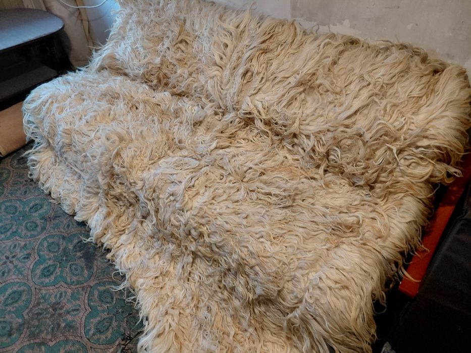 Родопско кичено халище