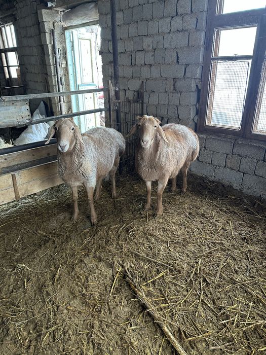 Qoy Arashan sovliqla