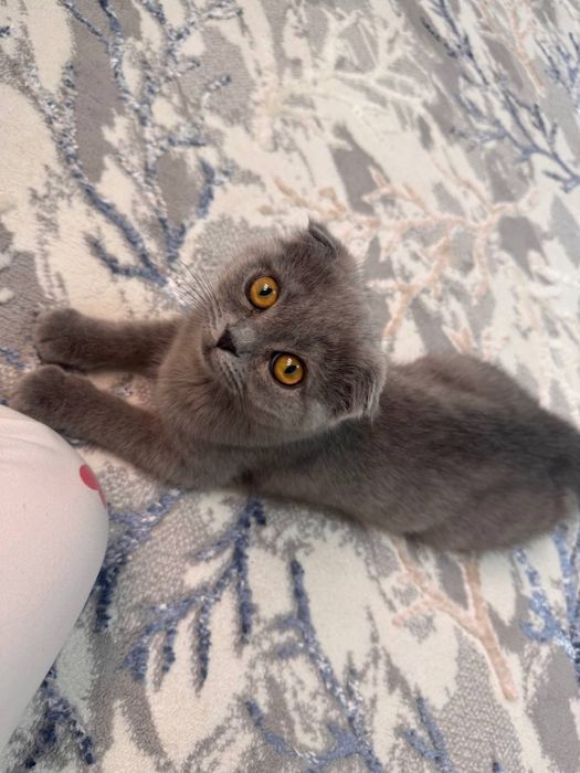 Мушук сотилади Скотиш фолд