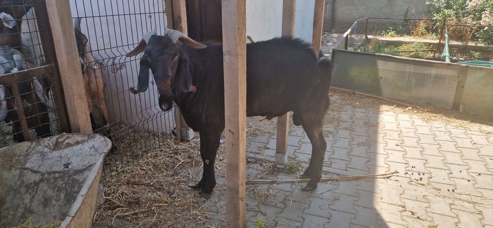 De vanzare TAP rasa  Anglo-nubiană