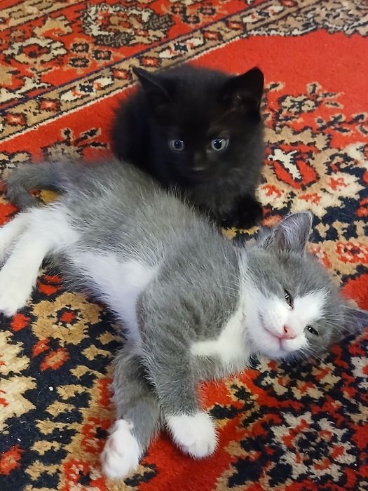 Котята в добрые руки