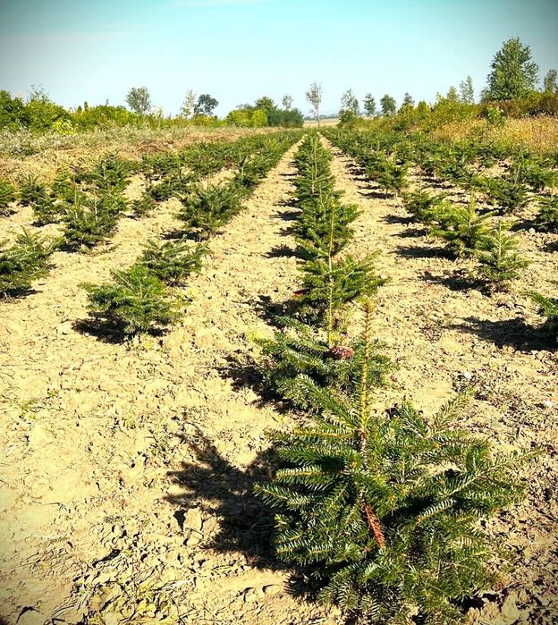 Salcâm plop cireș sălbatic oferta