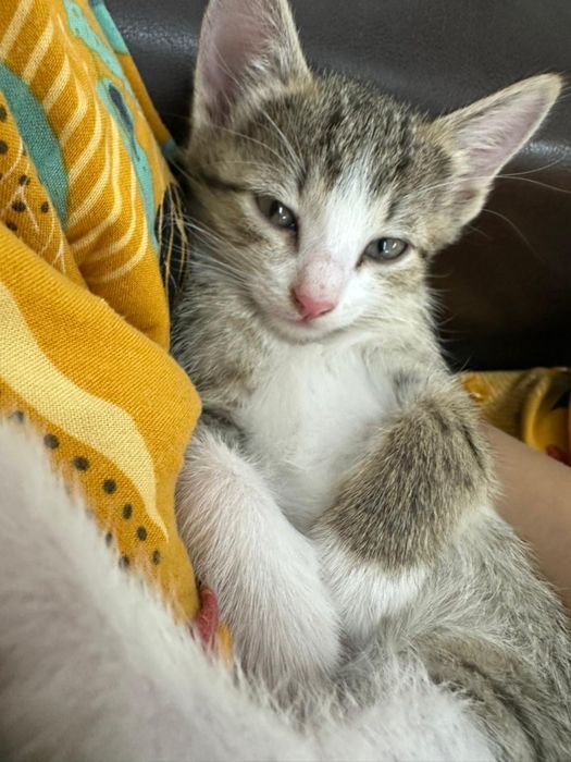 Отдам котят в хорошие руки