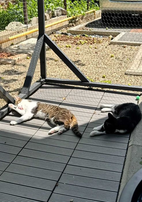 Pet sitter Diana Molnos