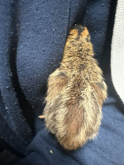 Vand oua si pui de Bibilici. Bibilici de 3-30 zile