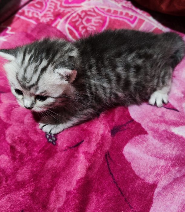 Продам шотландских котят