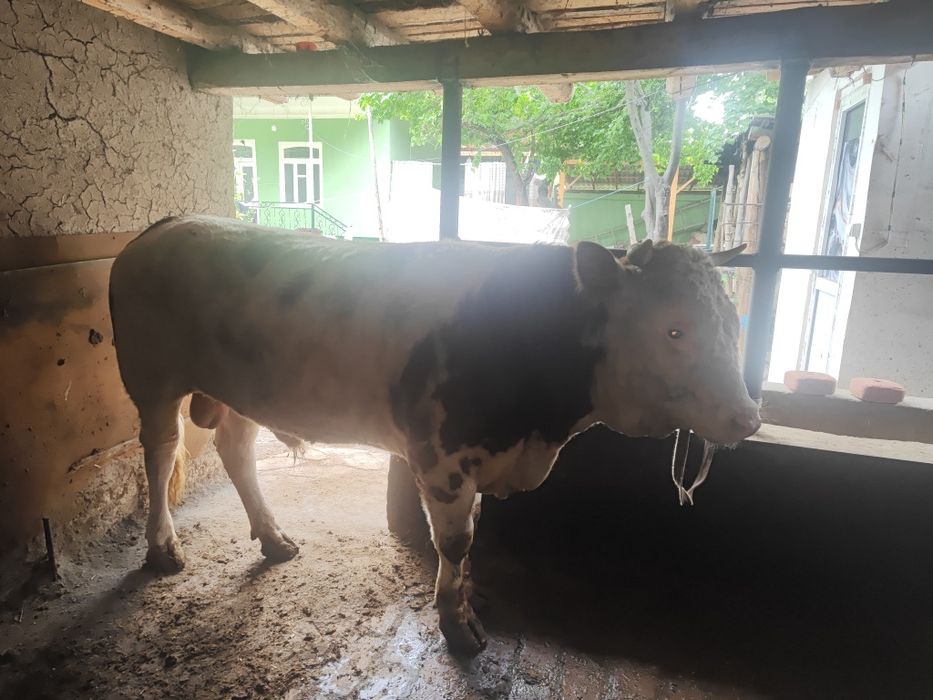 Rasiski smental tani sogʻ 550kg