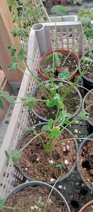 Кислица(оксалис) несколько видов.