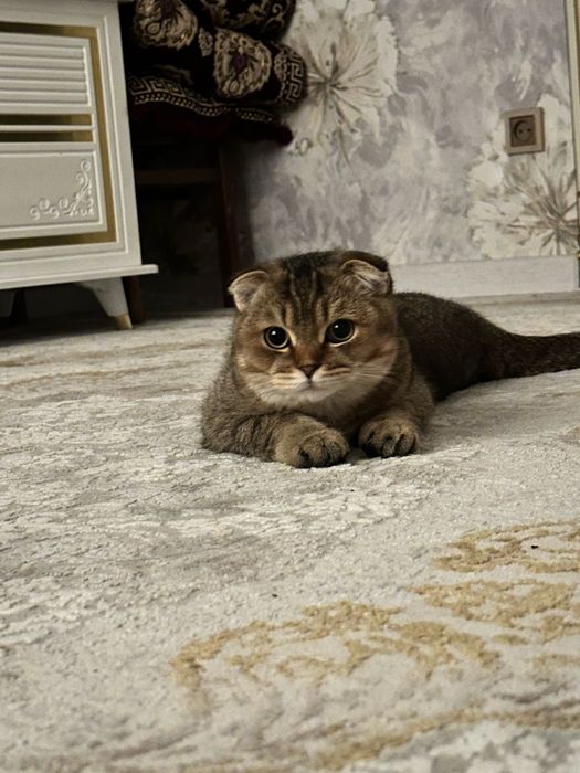 Sotilmaydi faqat vyazkaga beriladi 300ming so’m