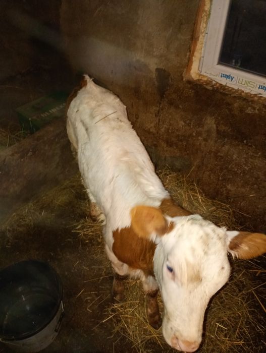 De vânzare 2 vițele vârsta aproape 2 luni