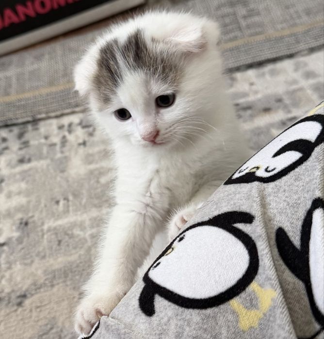 Вислоухие котята Есик