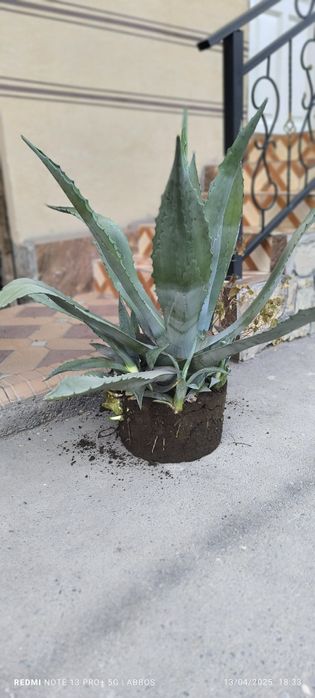 Katta aloye juda chidamli oʻsimlik har qanday sharoitga bardishli