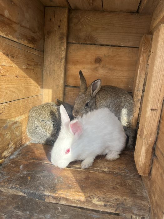 Продам кроликов 4000 т