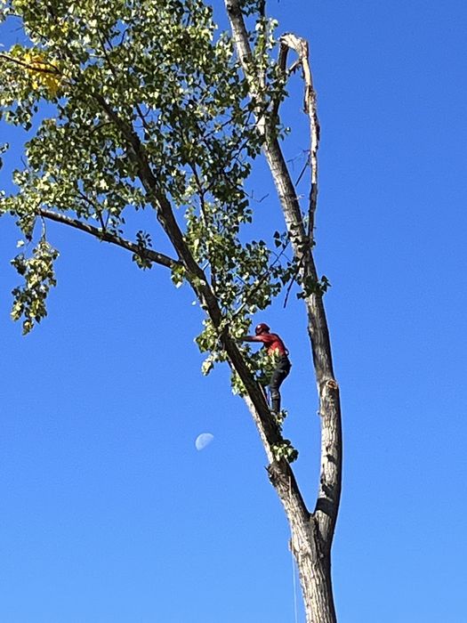 Кастрене,рязане на опасни дървета