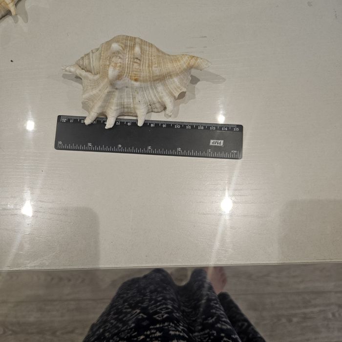 Продам морские ракушки