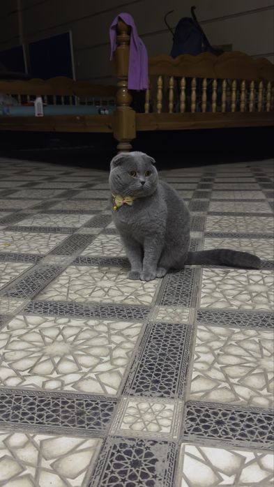 Britanskiy mushuk sotiladi