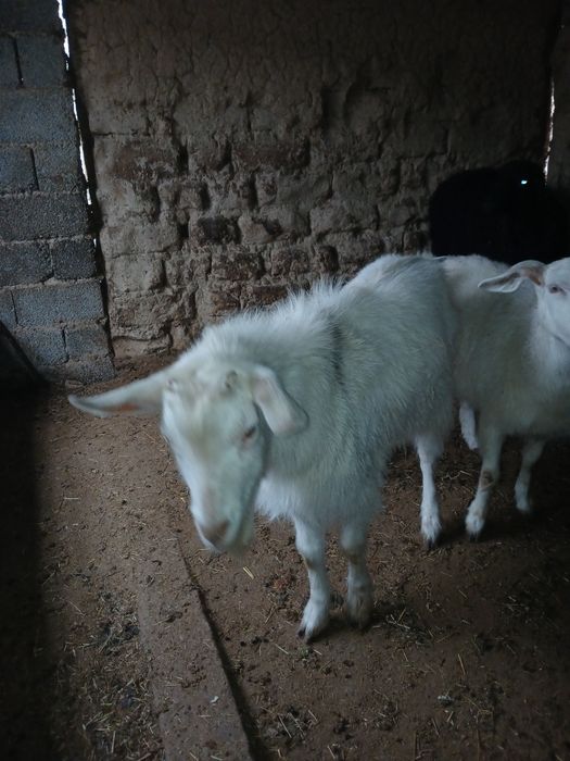 Теке Ешкі сатылады орыс ешкі саудасы бар