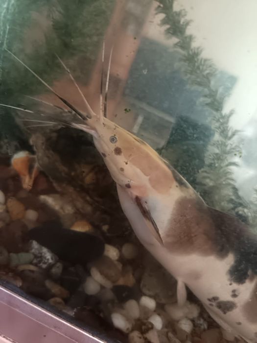 Продам Сом Клариус тигровый