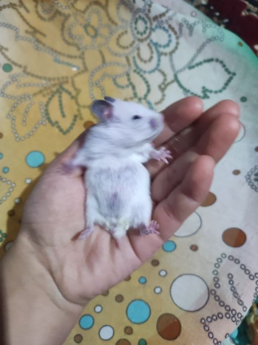 Khamilyon uy hayvoni