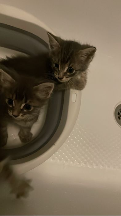 отдам котят в добрые руки