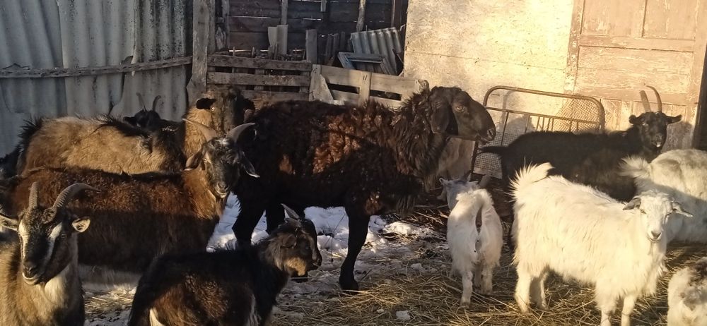 Продам кошкара .