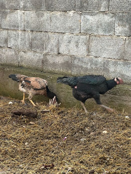 Дакандар сатылады