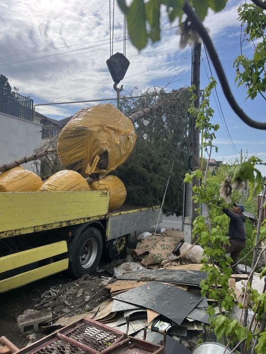 Пересадка деревьев